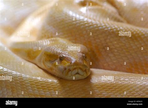 Albino Boa Constrictor snake Stock Photo - Alamy