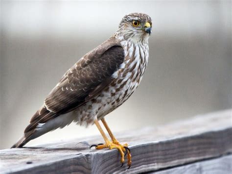 Falcon Images: Peregrine Falcon Red Tailed Hawk Coopers Hawk