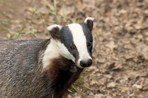 European badger | mammal | Britannica