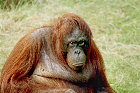 File:Orangutan-bornean.jpg - Wikipedia