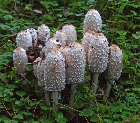 Real Monstrosities: Shaggy Mane