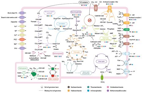 Insights into the ecological roles and evolution of methyl coenzyme M ...