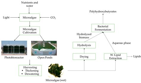 IJERPH | Free Full-Text | Bioplastic Production from Microalgae: A Review