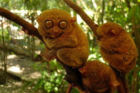 Philippine Tarsier Habitat