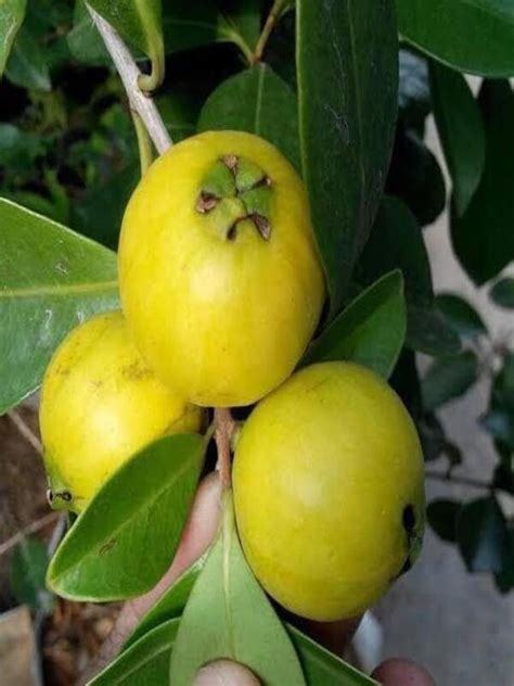 Lemon Guava Yellow Cherry Guava - Neth Plant