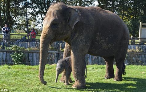 The animal zone: Elephant gives birth after a two year pregnancy - the ...