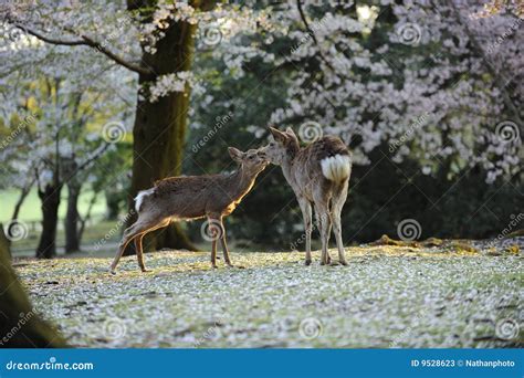 Sacred Deer of Japan, during Cherry Blossom Season Stock Image - Image ...