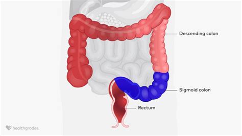 Sigmoid Colon: Function and Location