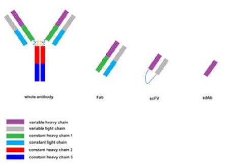 Schematic view of whole antibody and different antibody fragments. Fab ...