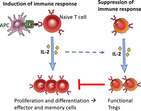 Basic immunology abbas online access - snolunch