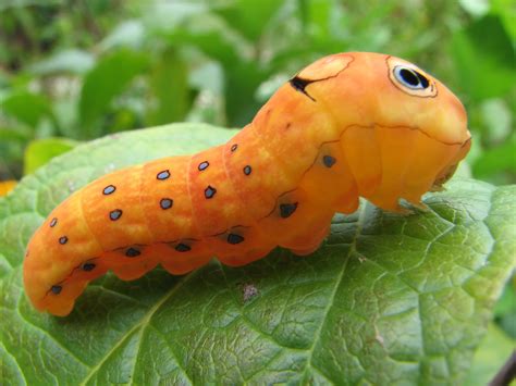 File:Spicebush swallowtail caterpillar (Papilio troilus).jpg