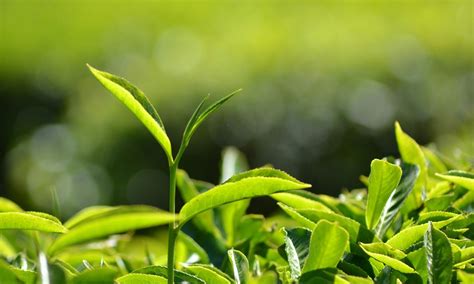 Growing and Producing Tea - Growing Tea | HowStuffWorks