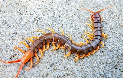 How Poisonous Are The Centipedes In Denton?