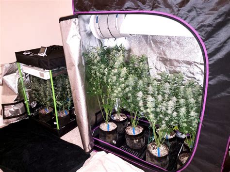 5 Best Grow Tent Reviews for Growing Marijuana Indoors - 420 ...