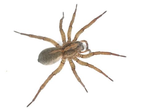 Types of Spiders in Pennsylvania, New Jersey and Delaware