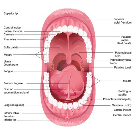 Adult Frenectomy For Pain Relief: Osteopathic ConsiderationsOsteopathy ...