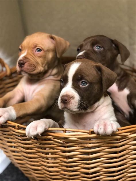 American xl bully puppies | in Ealing, London | Gumtree