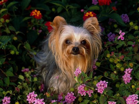 Cutest Yorkshire Terrier Puppies Images - Pictures Of Animals 2016