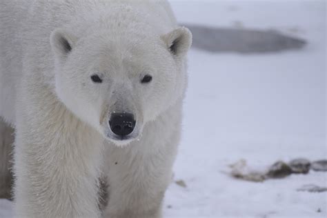 What Are the Top Threats Polar Bears Face?