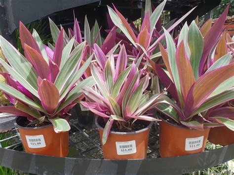 Rhoeo - Tradescantia spathacea - Plant Profile - Oxley Nursery