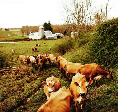 Group Of Jersey Cows At Dairy Farm by Andy Ryan