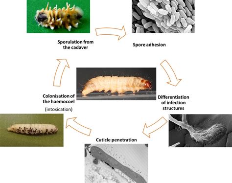 General overview of the invasive and developmental processes of ...