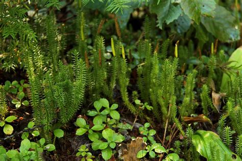 Clubmoss rich in history – Naturally North Idaho