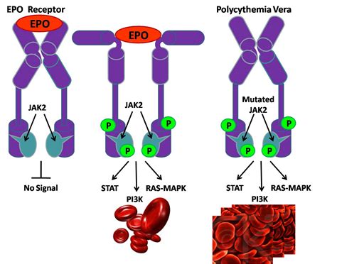 Janus Kinase 2 (JAK2)