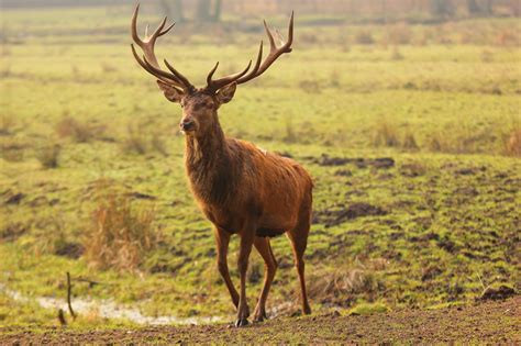 Red Deer: The National Animal of Ireland