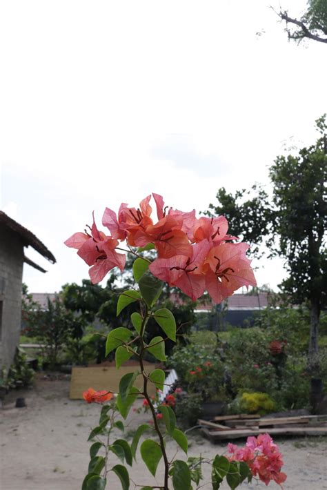 Orange paper flowers are taken with a landscape position with a ...