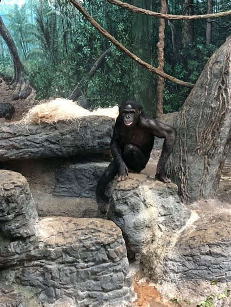 Monkey at the Cincinnati, OH Zoo | Photography, Goth, Zoo