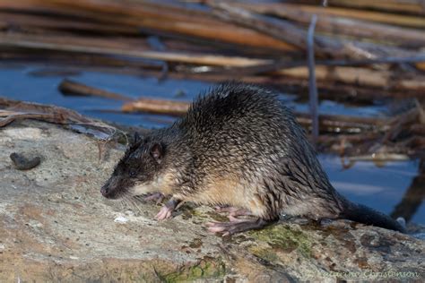 Australian native water rat | Flickr - Photo Sharing!