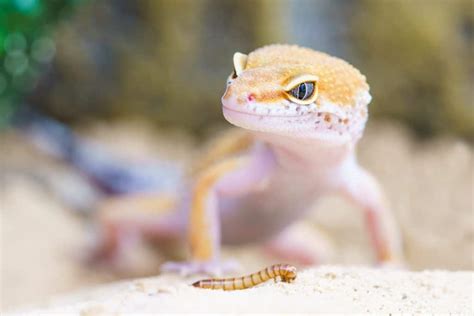 Leopard Gecko Feeding Info | Leopard Gecko Care