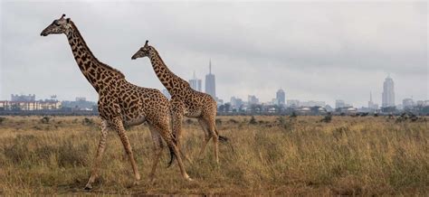 Nairobi National Park Safari - Tours & Travel Destination