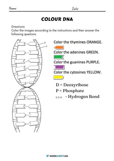 Color DNA Worksheets | WorksheetsGO