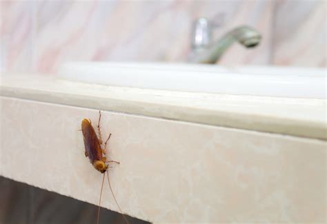 Expert Tips for Cockroach Elimination from Your Home