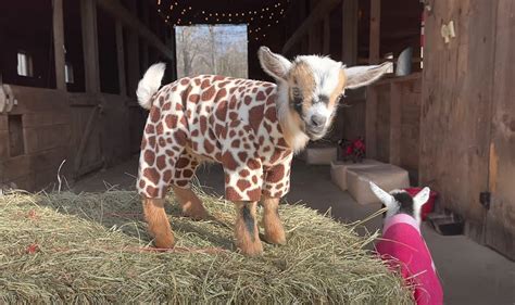 A Brand New Maine Baby Goats In Pajamas Video Is What We Need