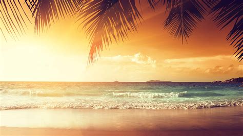 Tropical Beach With Palm Trees At Sunset UHD 4K Wallpaper | Pixelz