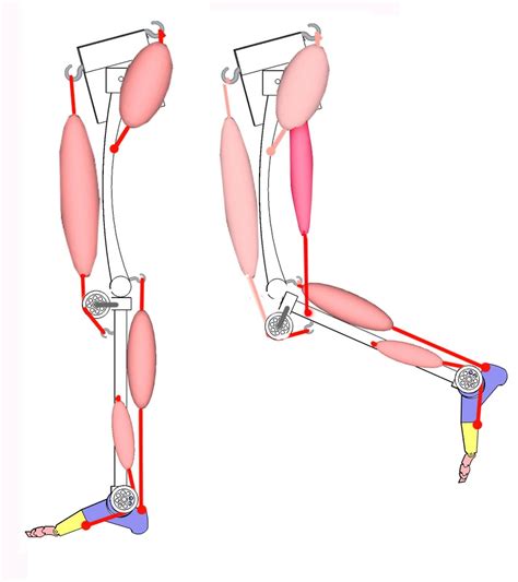 knee flexion with hamstring muscles