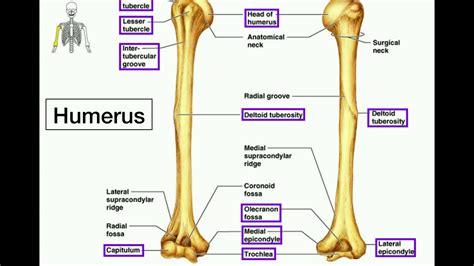 Left Leg Anatomy