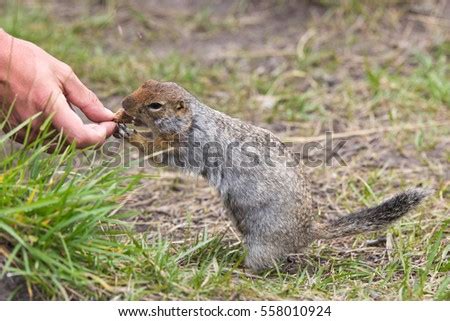 Arctic Ground Squirrel Diet - Mandy Miller