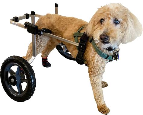 🥇7 Best Dog Wheelchairs to Buy in (May 2022) - Buyer’s Guide