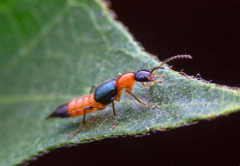 Research reveals that the oldest known rove beetle actually isn’t a ...