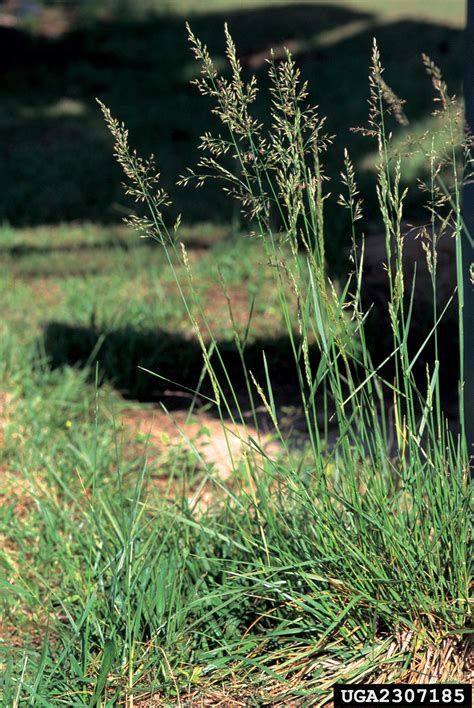 tall fescue (Festuca arundinacea)