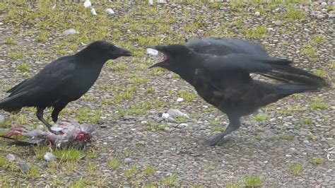 Crow feeding its chicks - YouTube