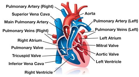 Heart Blood Flow | Simple Anatomy Diagram, Cardiac Circulation Pathway ...