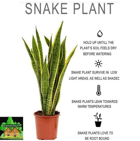 Snake plant care – Artofit