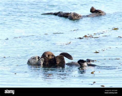 California sea otter and baby hi-res stock photography and images - Alamy