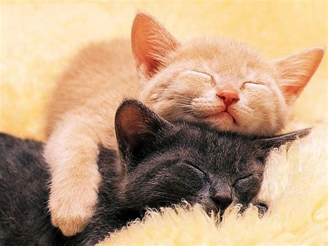 sleeping cats | So Pets