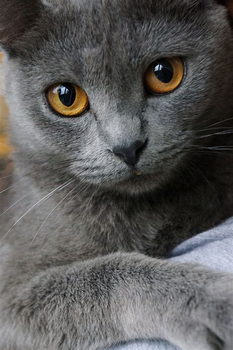 Chat | Beautiful cats, Chartreux cat, Pretty cats